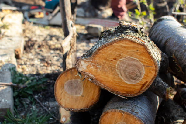 St Jaco, IL Tree Services Company