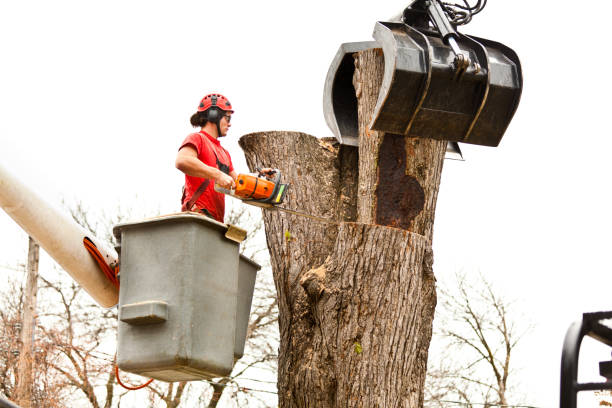 How Our Tree Care Process Works  in  St Jaco, IL